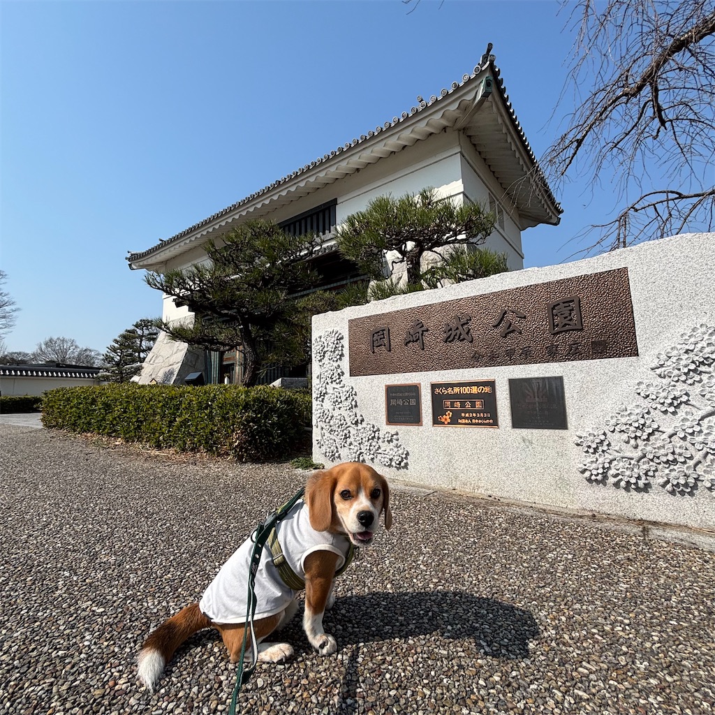 f:id:hachinohige:20250324150730j:image