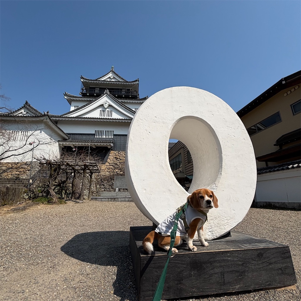 f:id:hachinohige:20250324151803j:image