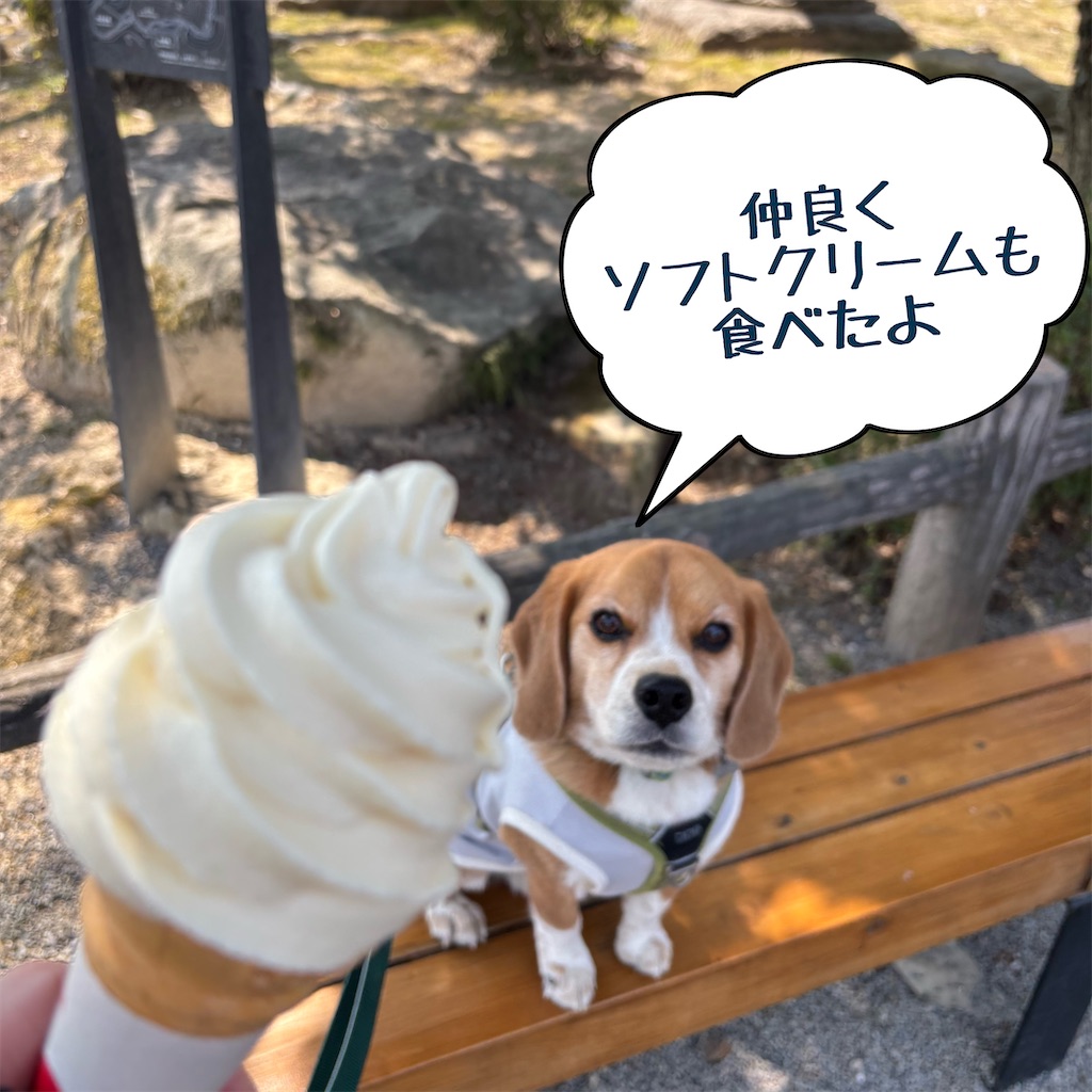 f:id:hachinohige:20250324180758j:image