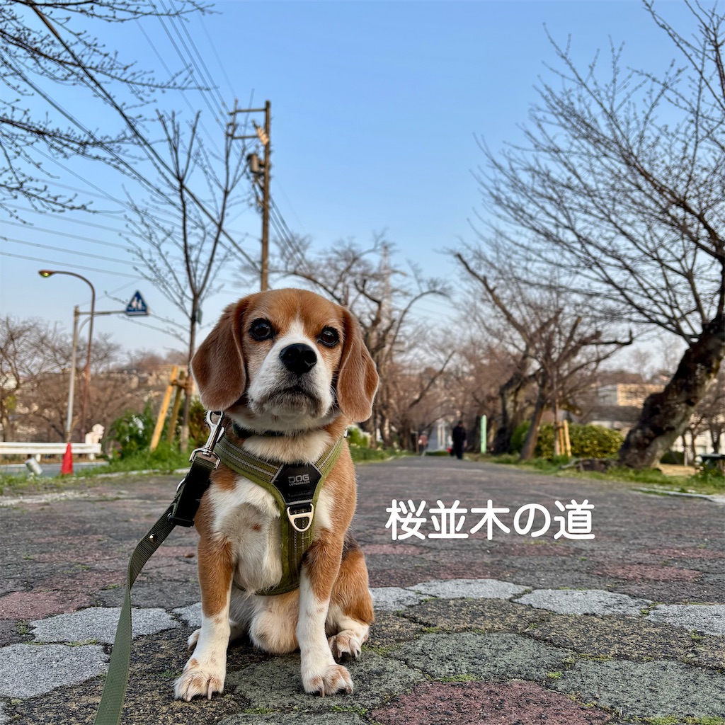 f:id:hachinohige:20250327211523j:image