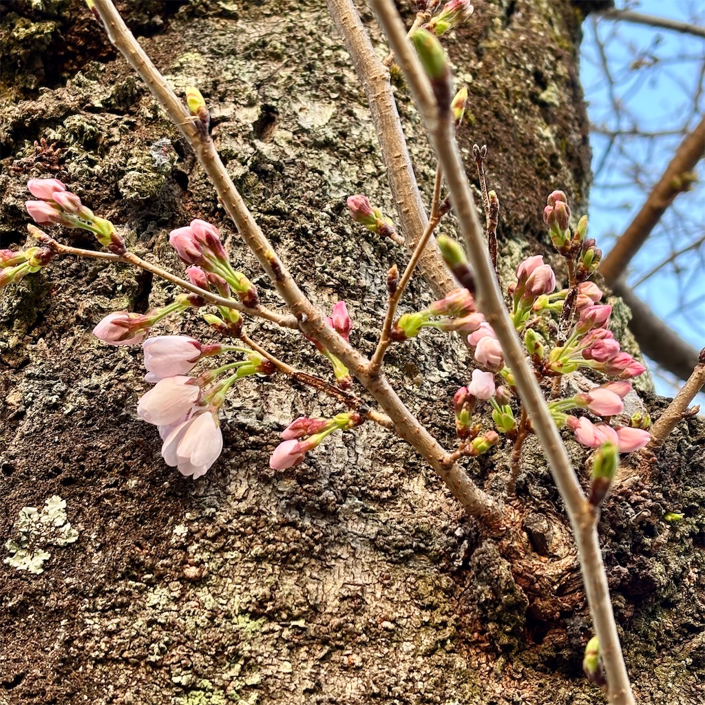 f:id:hachinohige:20250327213054j:image