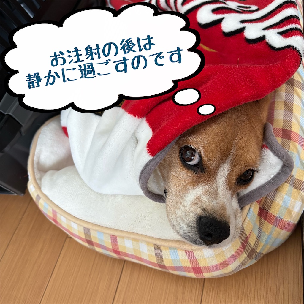 f:id:hachinohige:20250328221036j:image