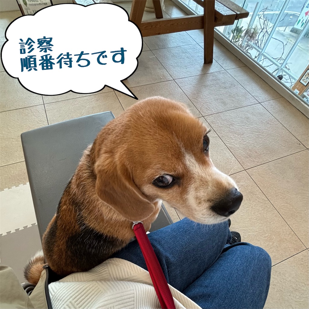 f:id:hachinohige:20250328221049j:image