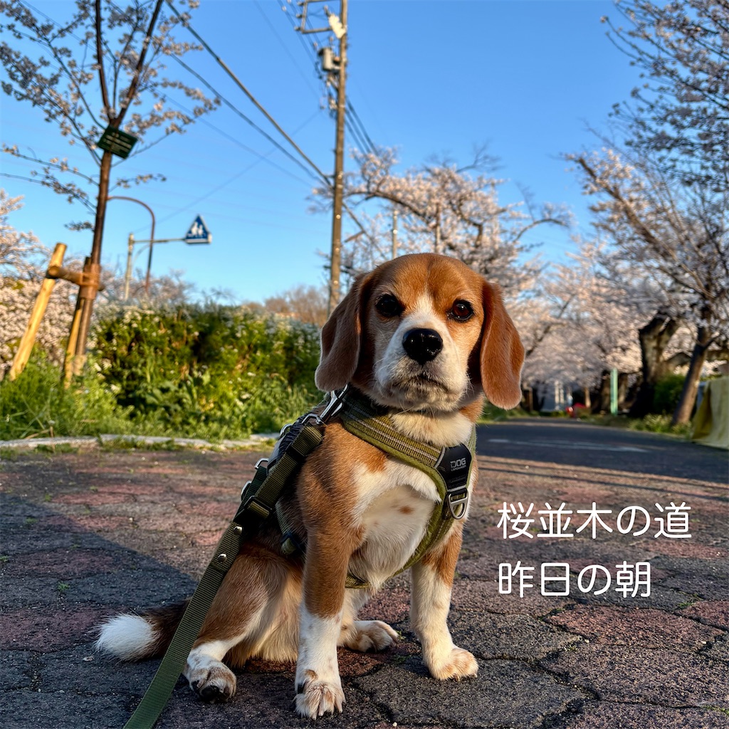 f:id:hachinohige:20250404212035j:image