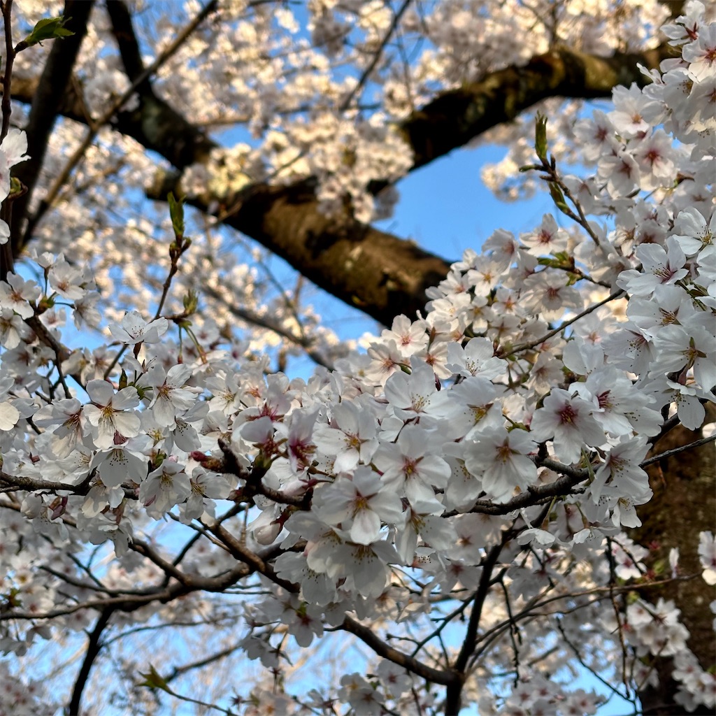 f:id:hachinohige:20250404212144j:image