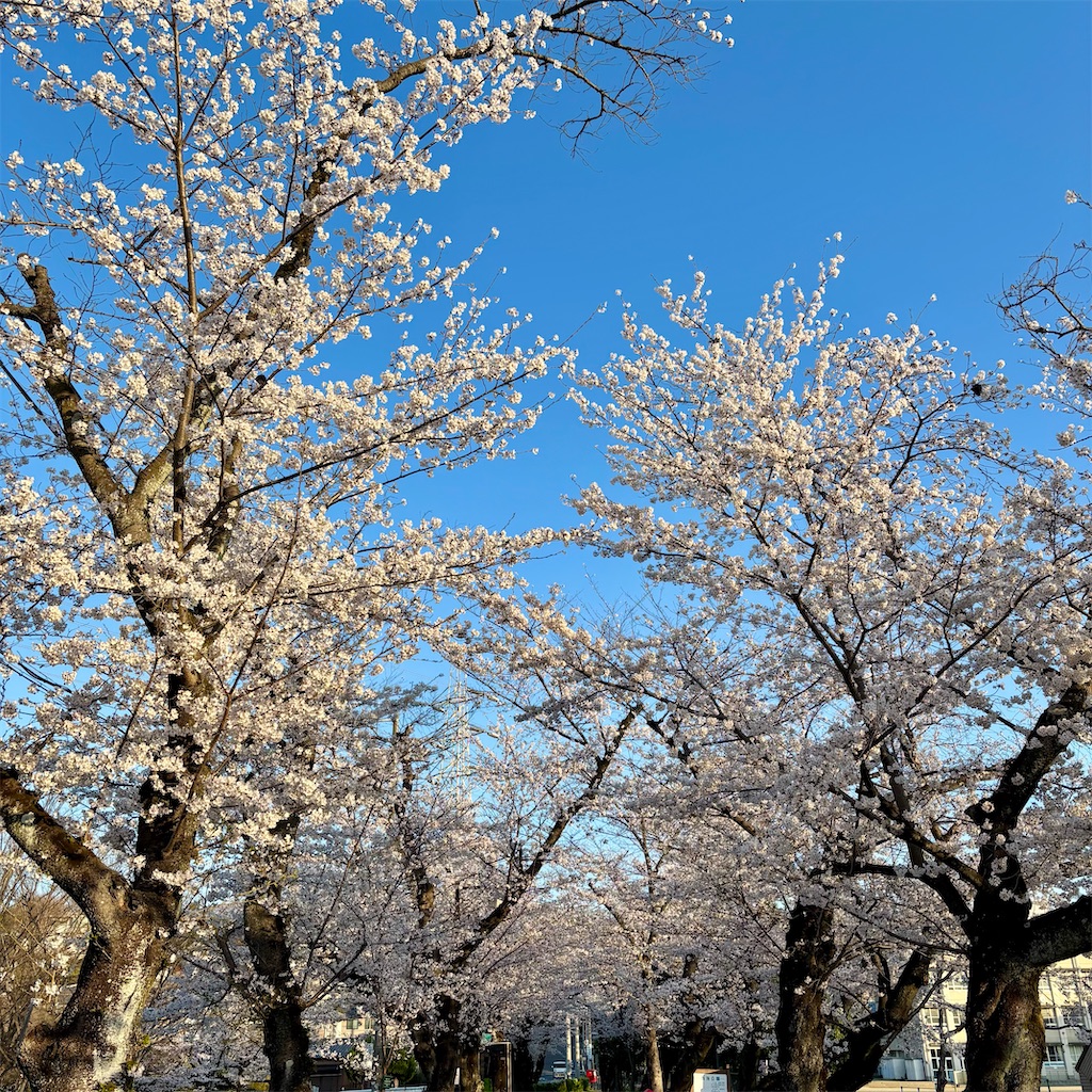 f:id:hachinohige:20250404212609j:image
