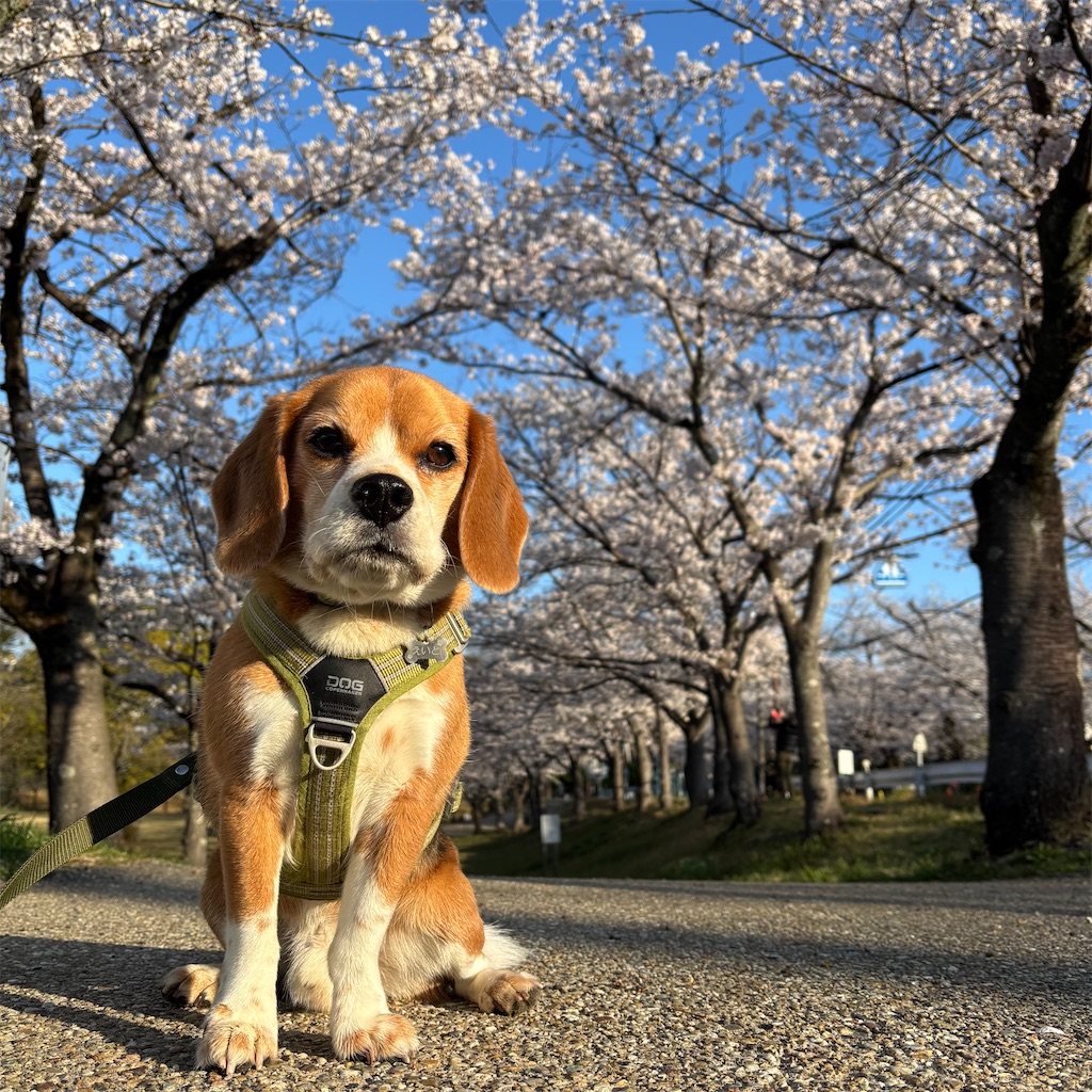 f:id:hachinohige:20250404212728j:image