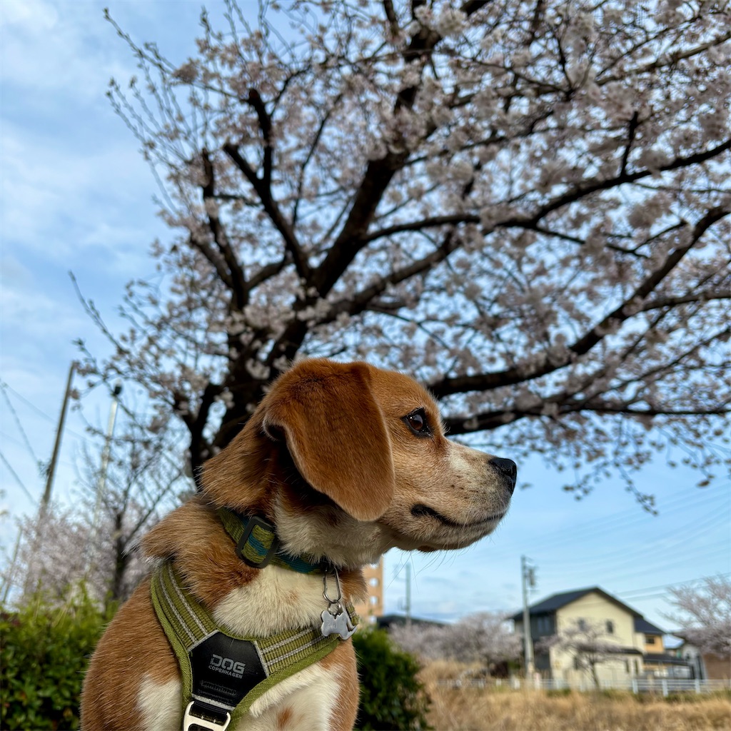 f:id:hachinohige:20250405214756j:image