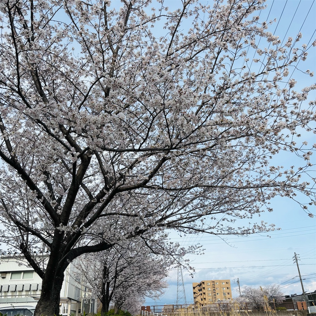 f:id:hachinohige:20250405215031j:image