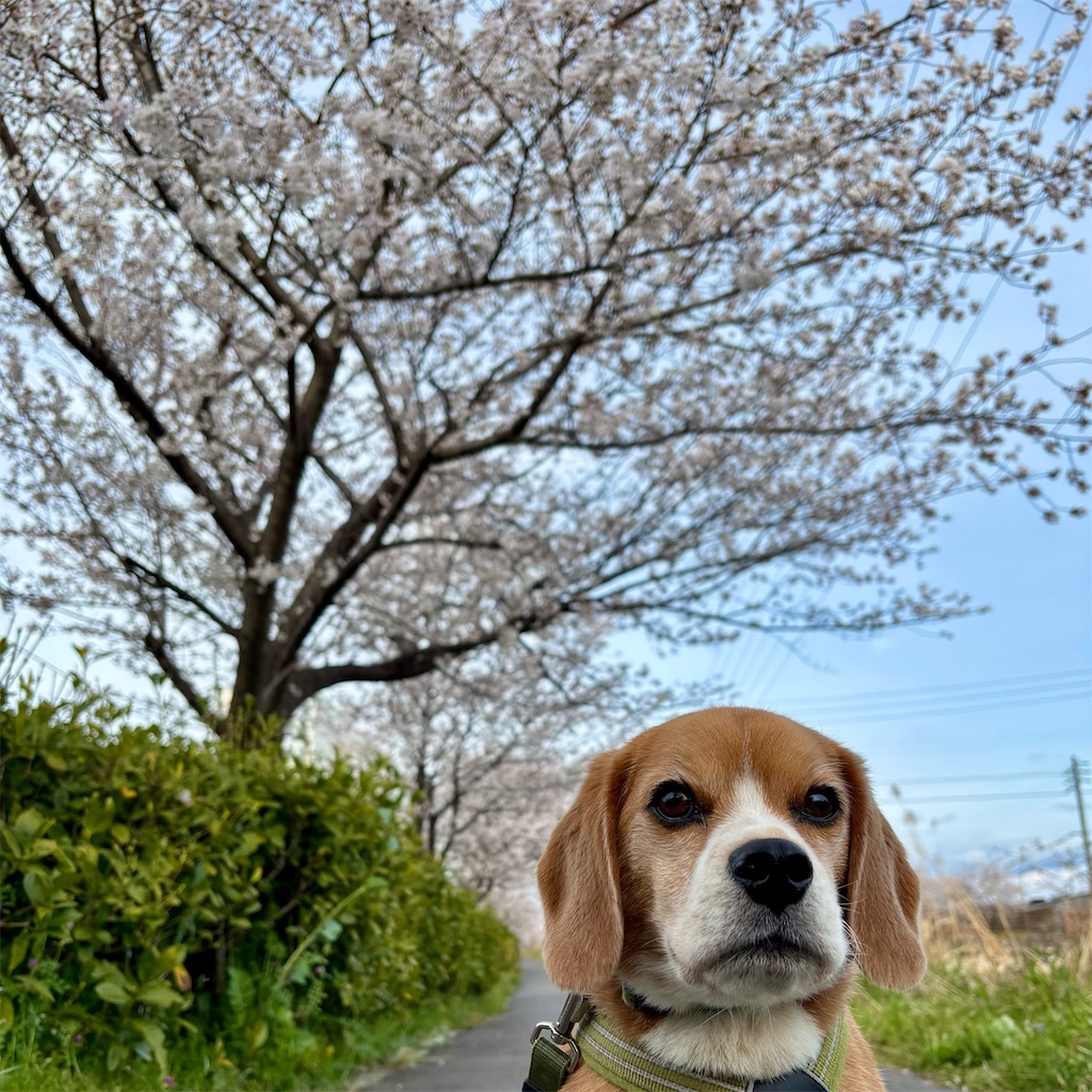 f:id:hachinohige:20250405215454j:image