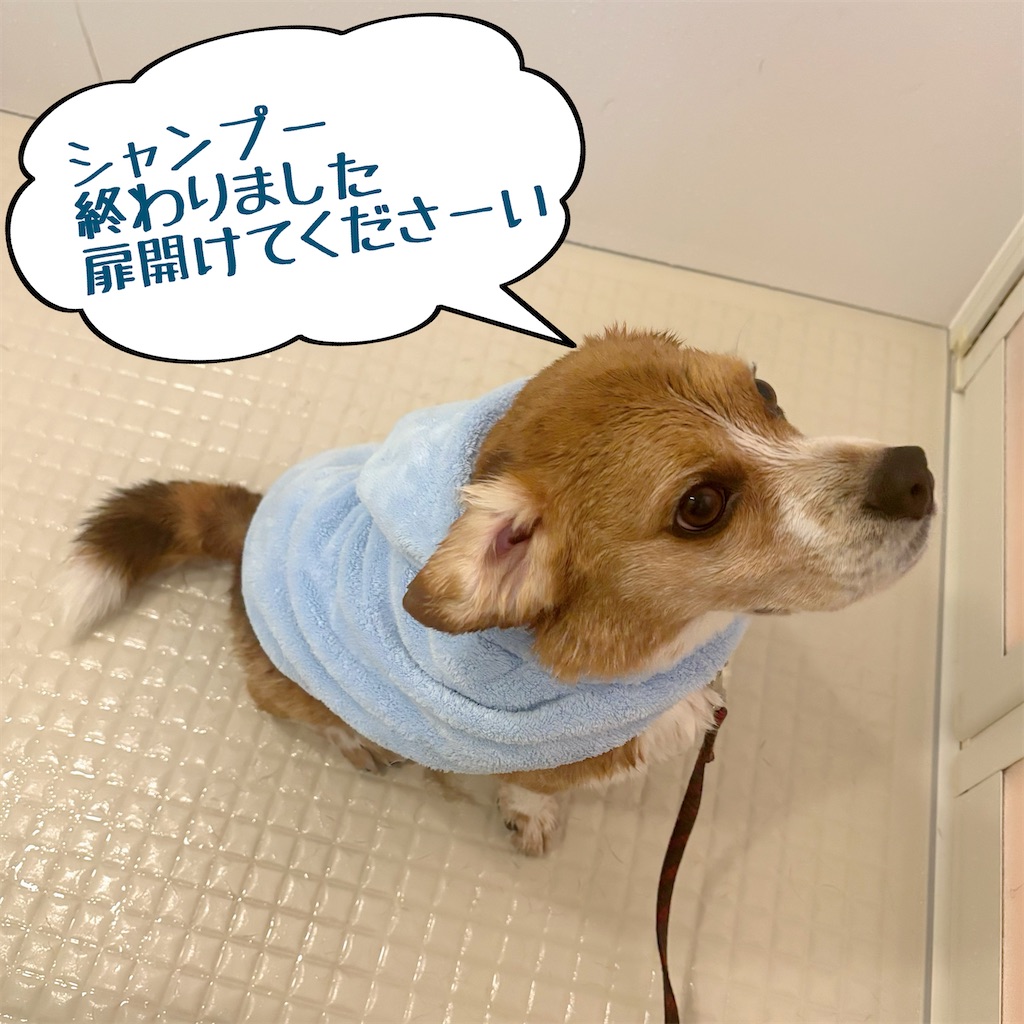 f:id:hachinohige:20250406212135j:image