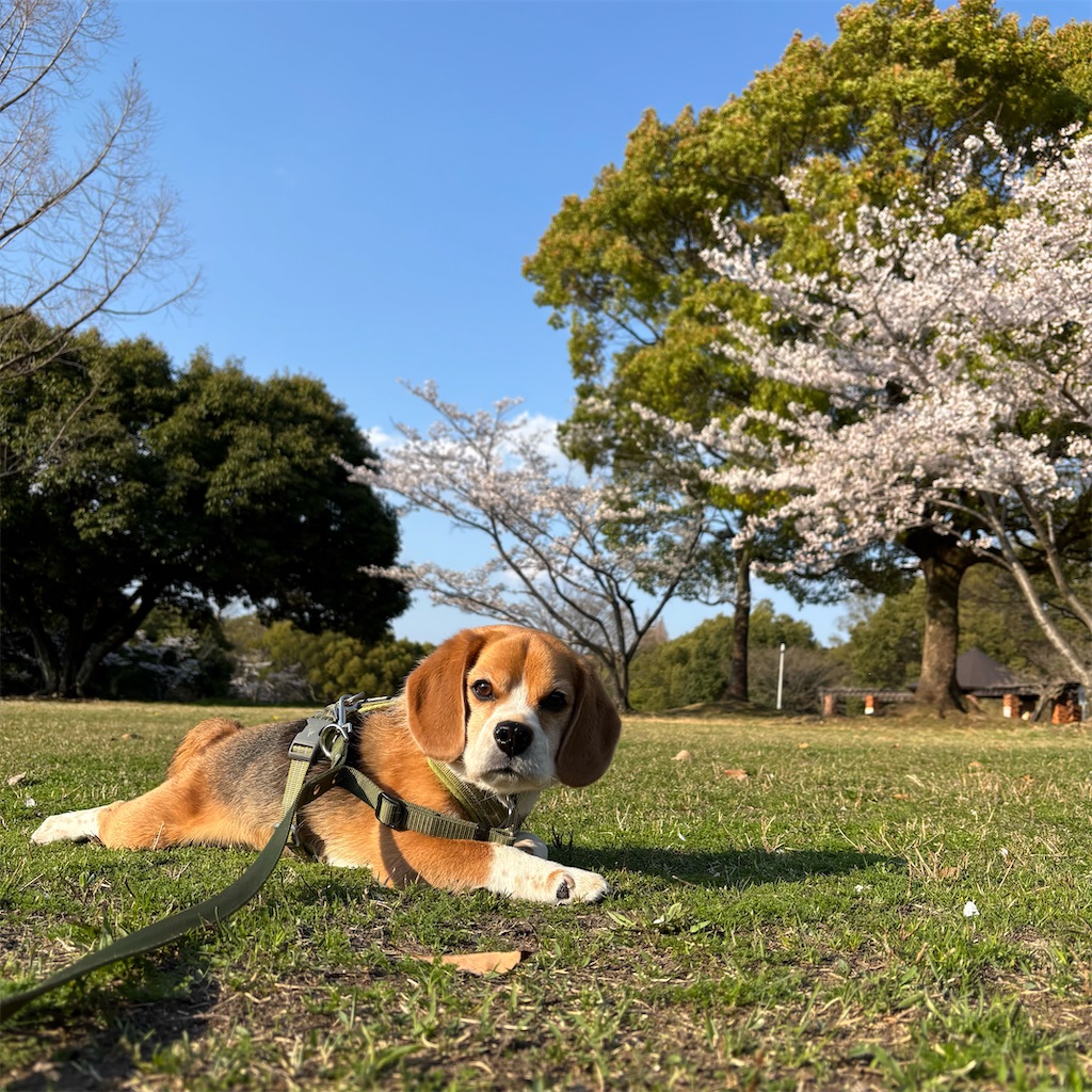 f:id:hachinohige:20250408181453j:image