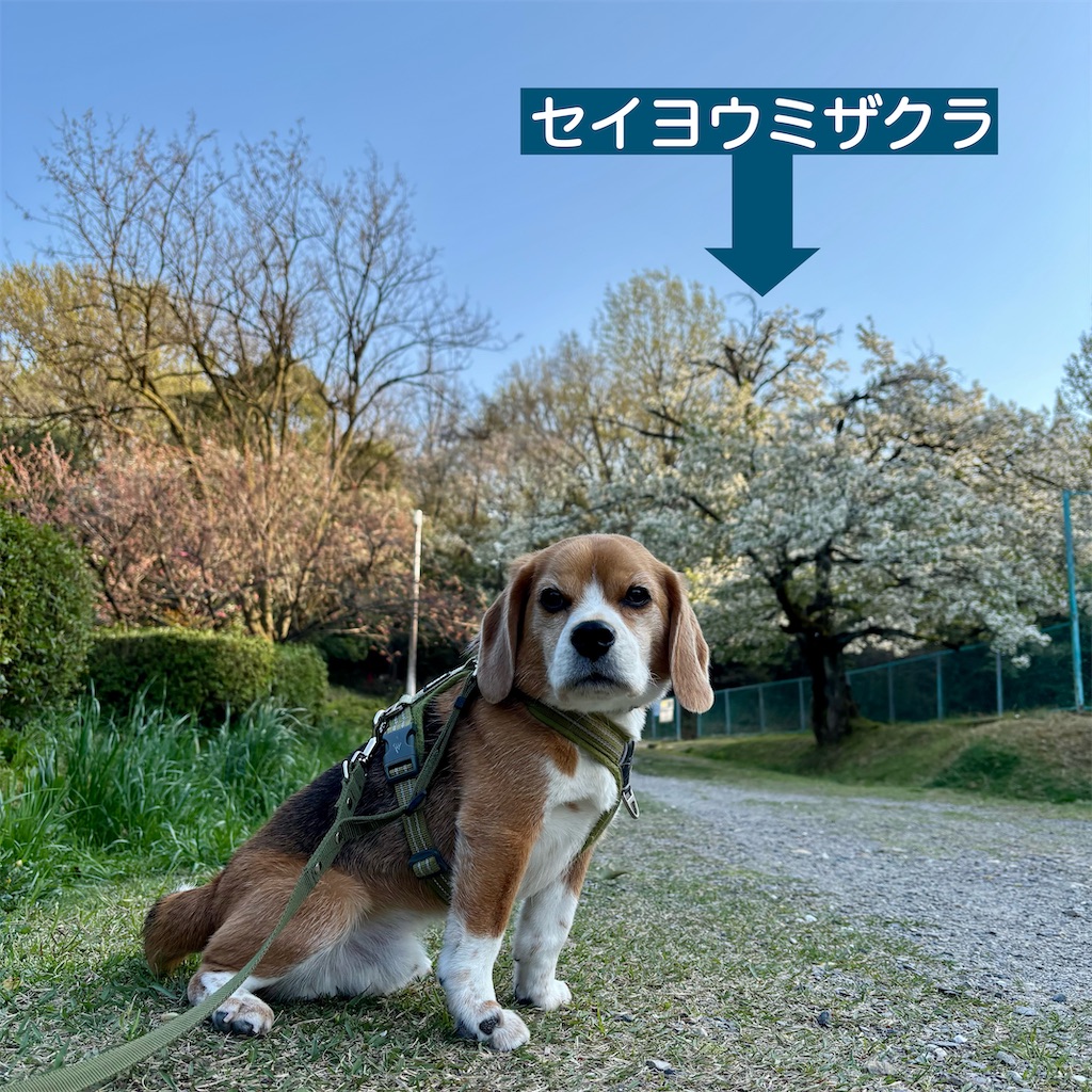f:id:hachinohige:20250408181602j:image
