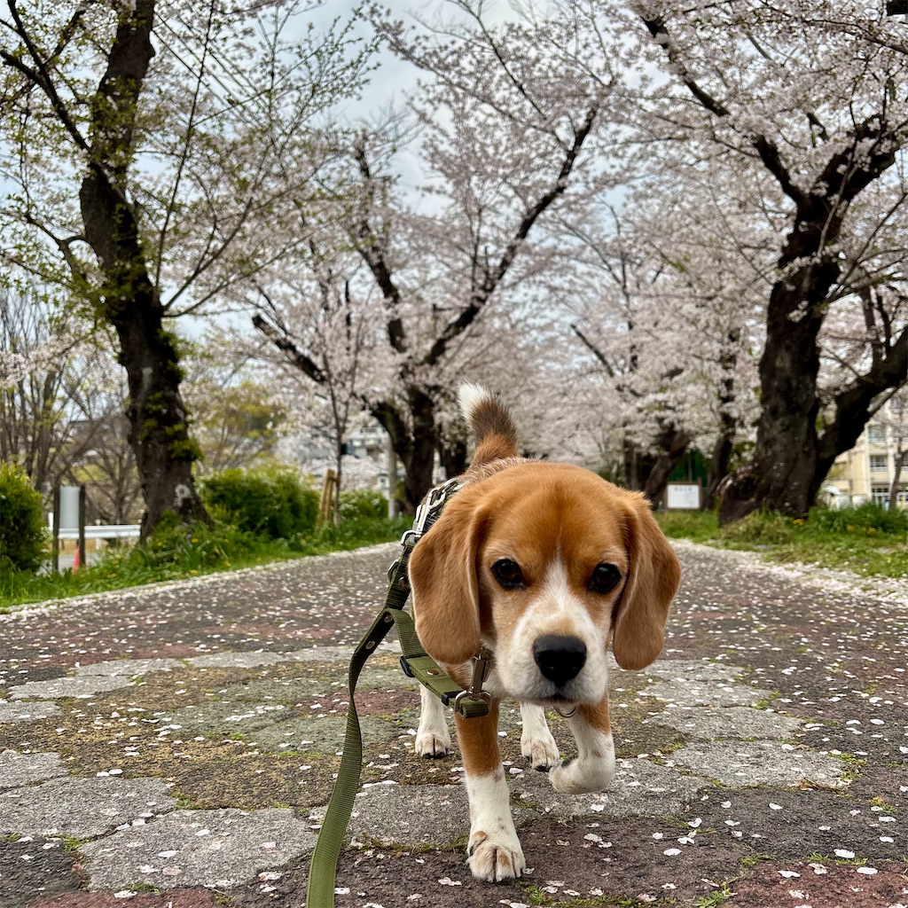 f:id:hachinohige:20250408190224j:image