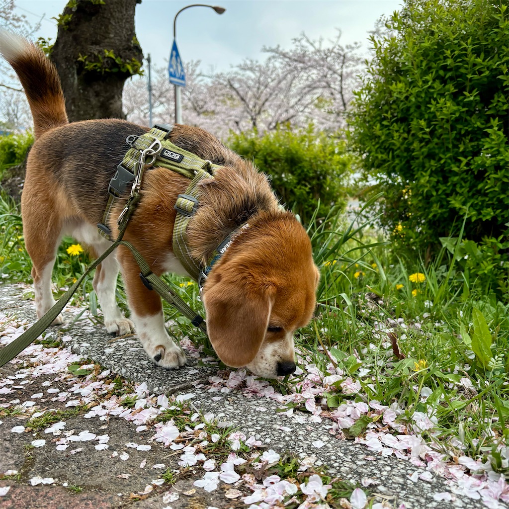 f:id:hachinohige:20250408211935j:image