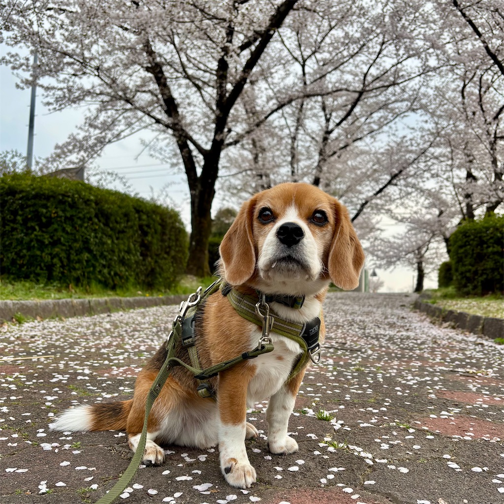f:id:hachinohige:20250408212218j:image
