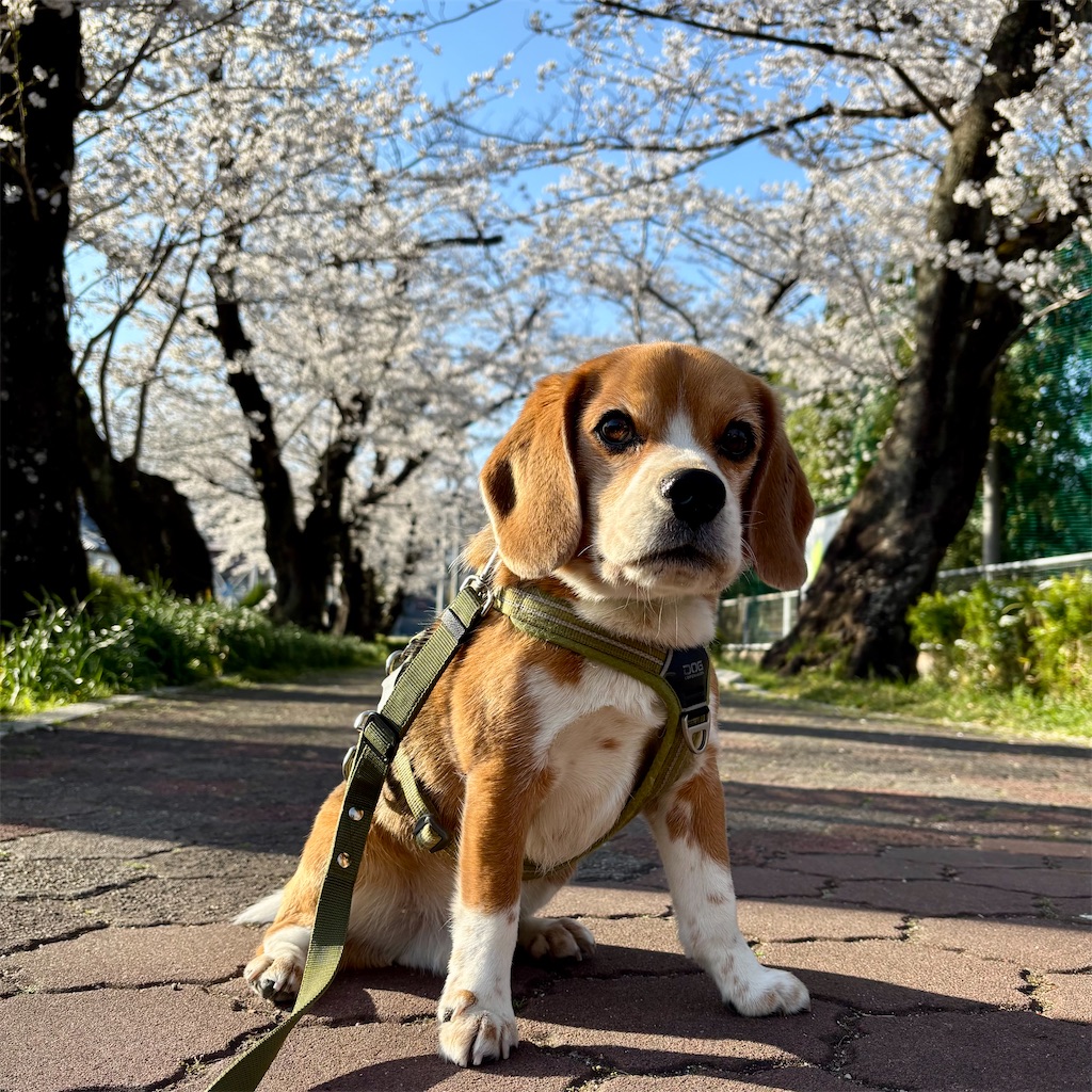 f:id:hachinohige:20250409214232j:image
