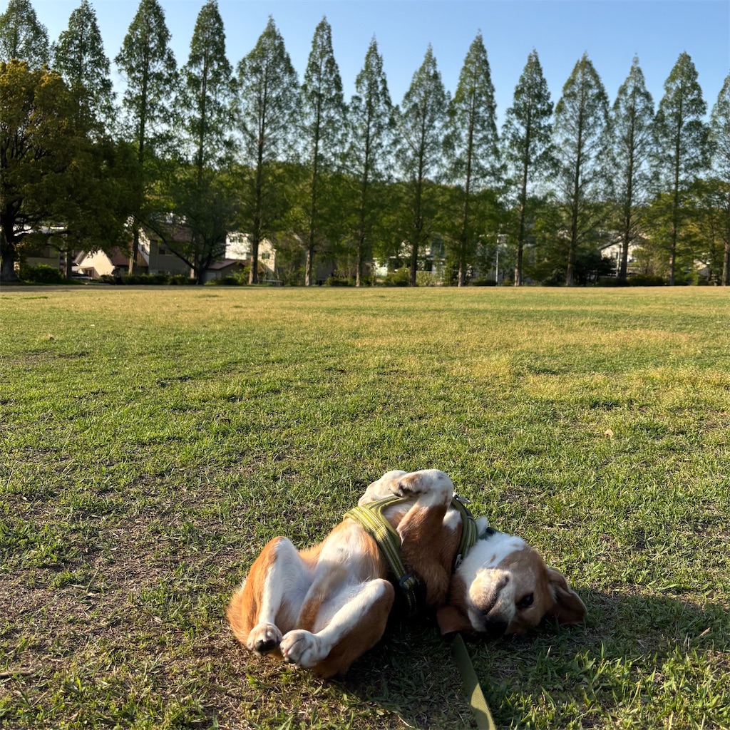 f:id:hachinohige:20250423202822j:image