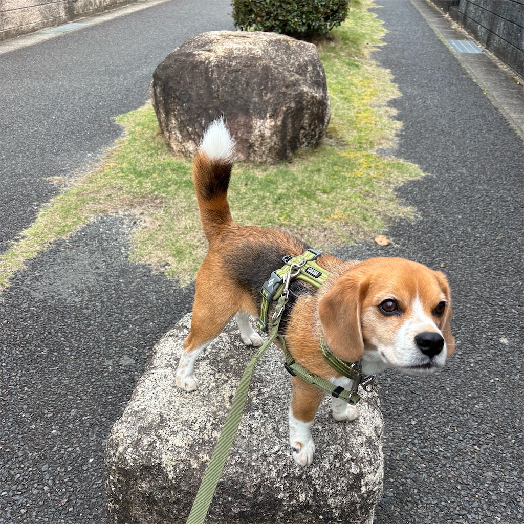 f:id:hachinohige:20250426210625j:image