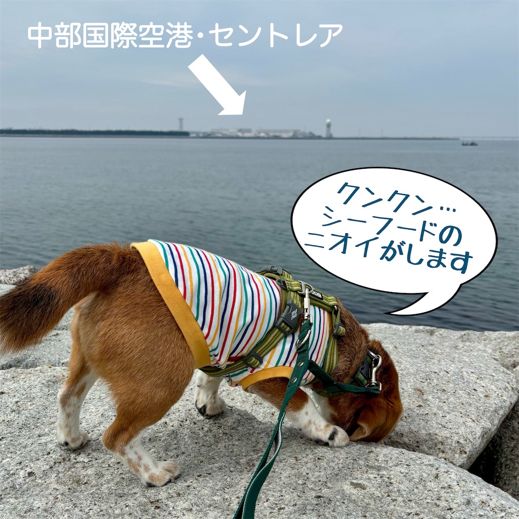 f:id:hachinohige:20250428213130j:image