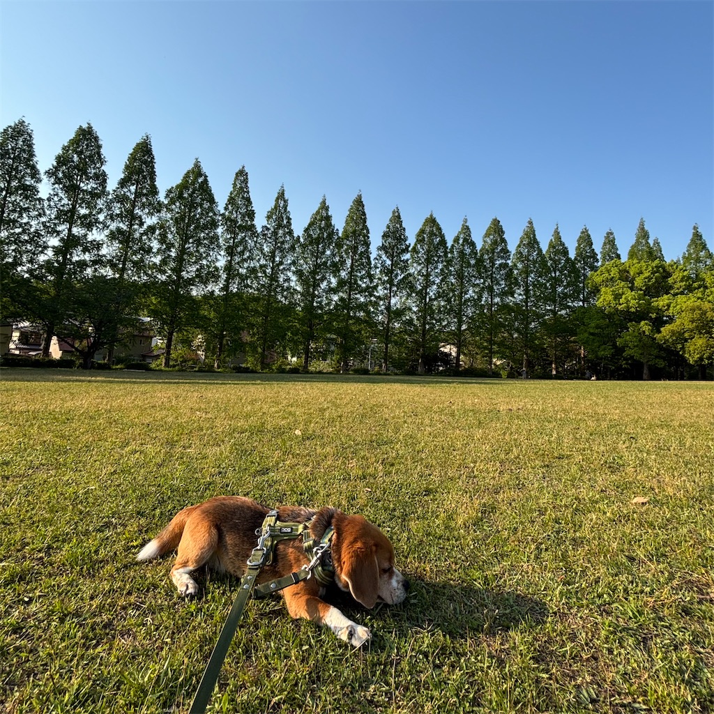f:id:hachinohige:20250430204504j:image