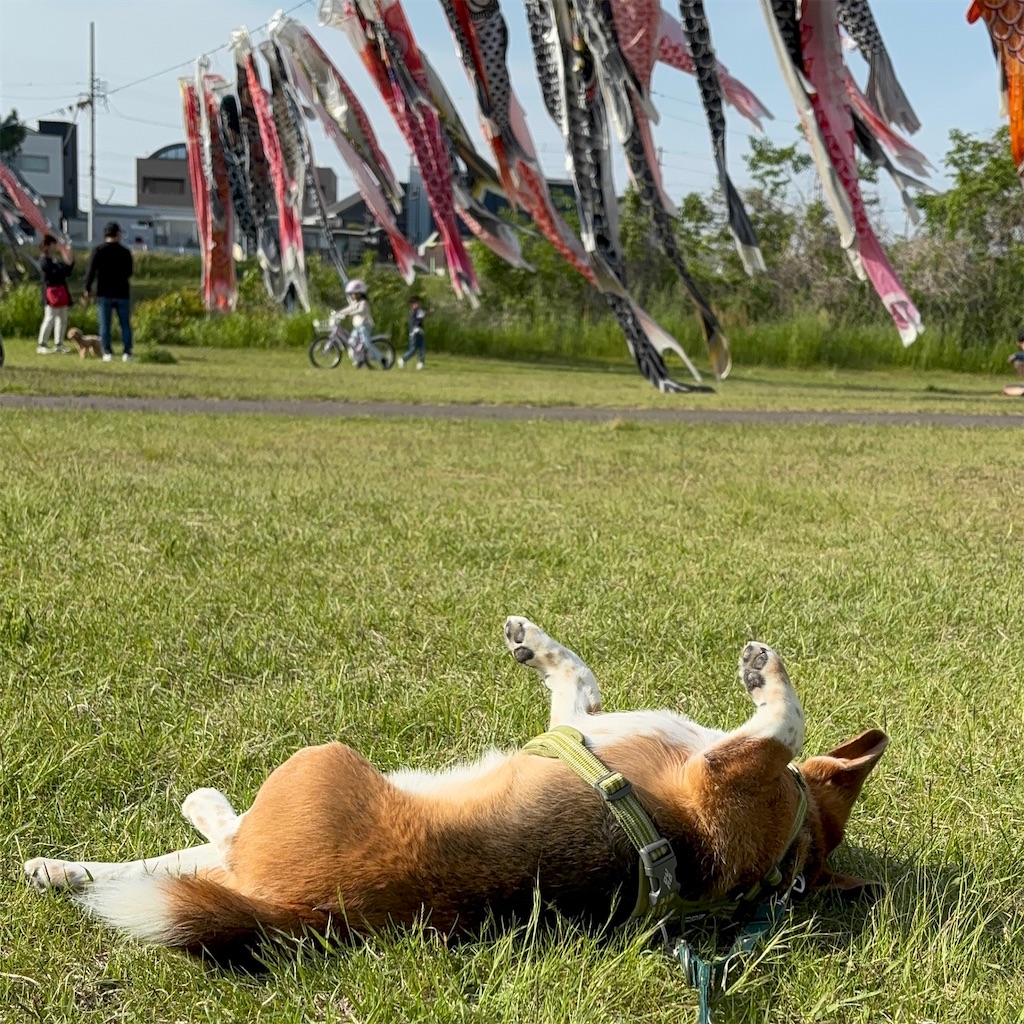 f:id:hachinohige:20250504175851j:image