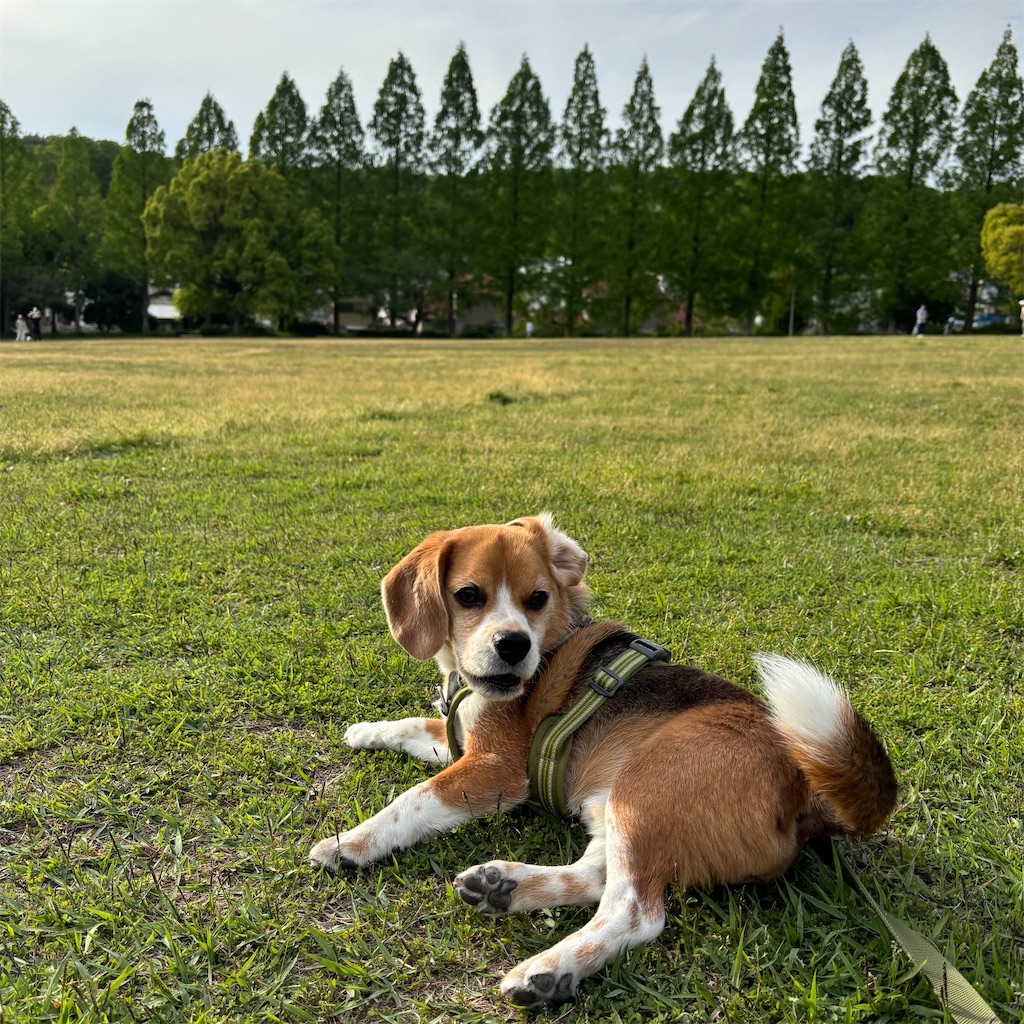 f:id:hachinohige:20250505204800j:image