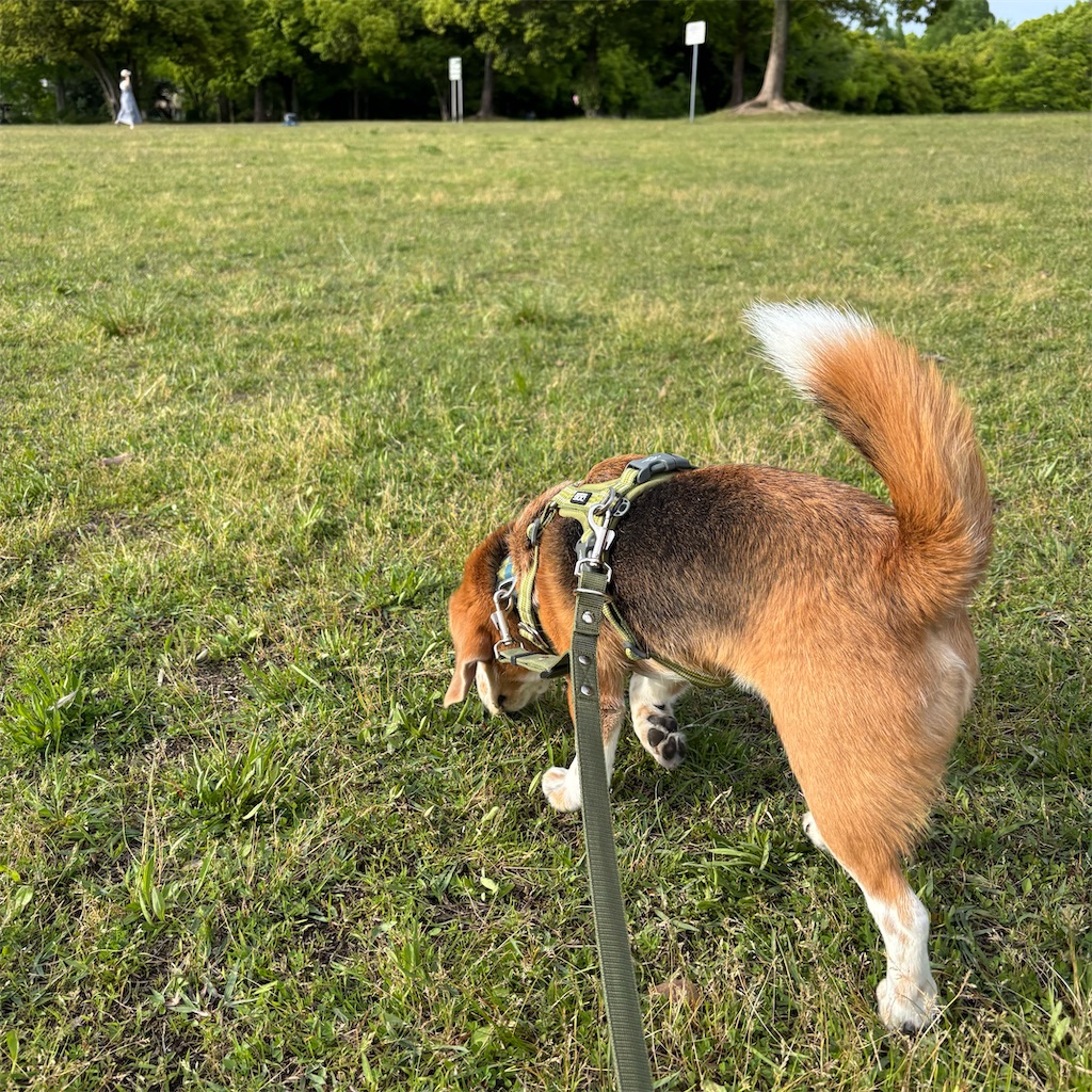 f:id:hachinohige:20250505204819j:image
