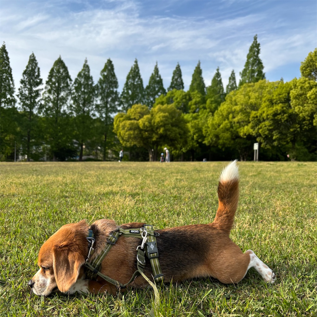 f:id:hachinohige:20250505205153j:image
