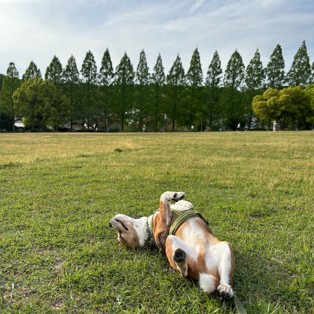 f:id:hachinohige:20250512212217j:image