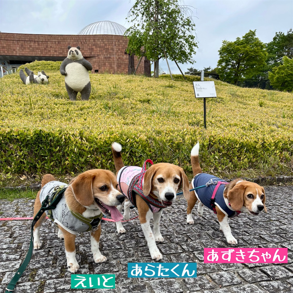 f:id:hachinohige:20250519123834j:image