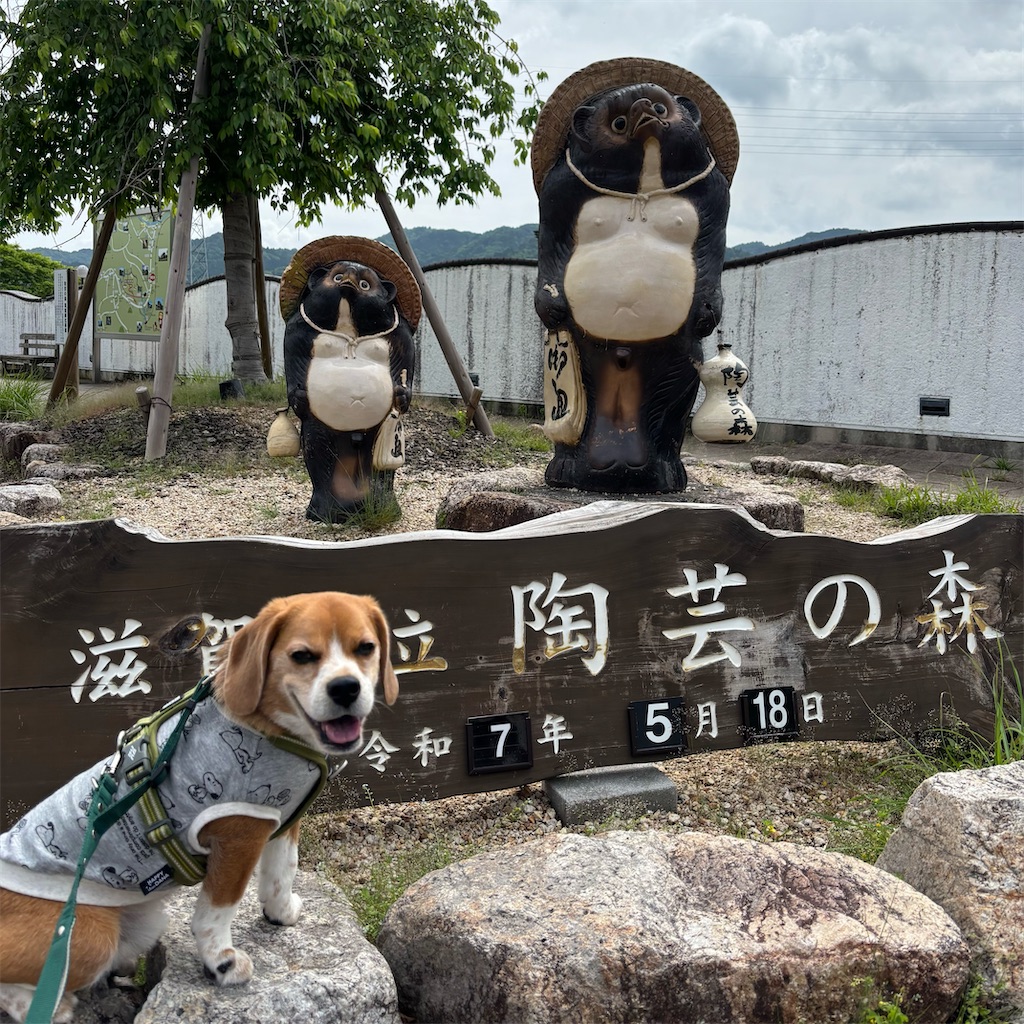 f:id:hachinohige:20250519123853j:image