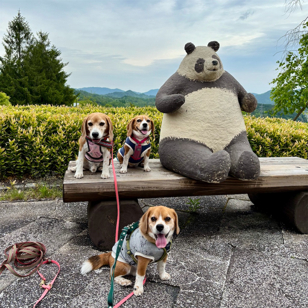 f:id:hachinohige:20250519124529j:image