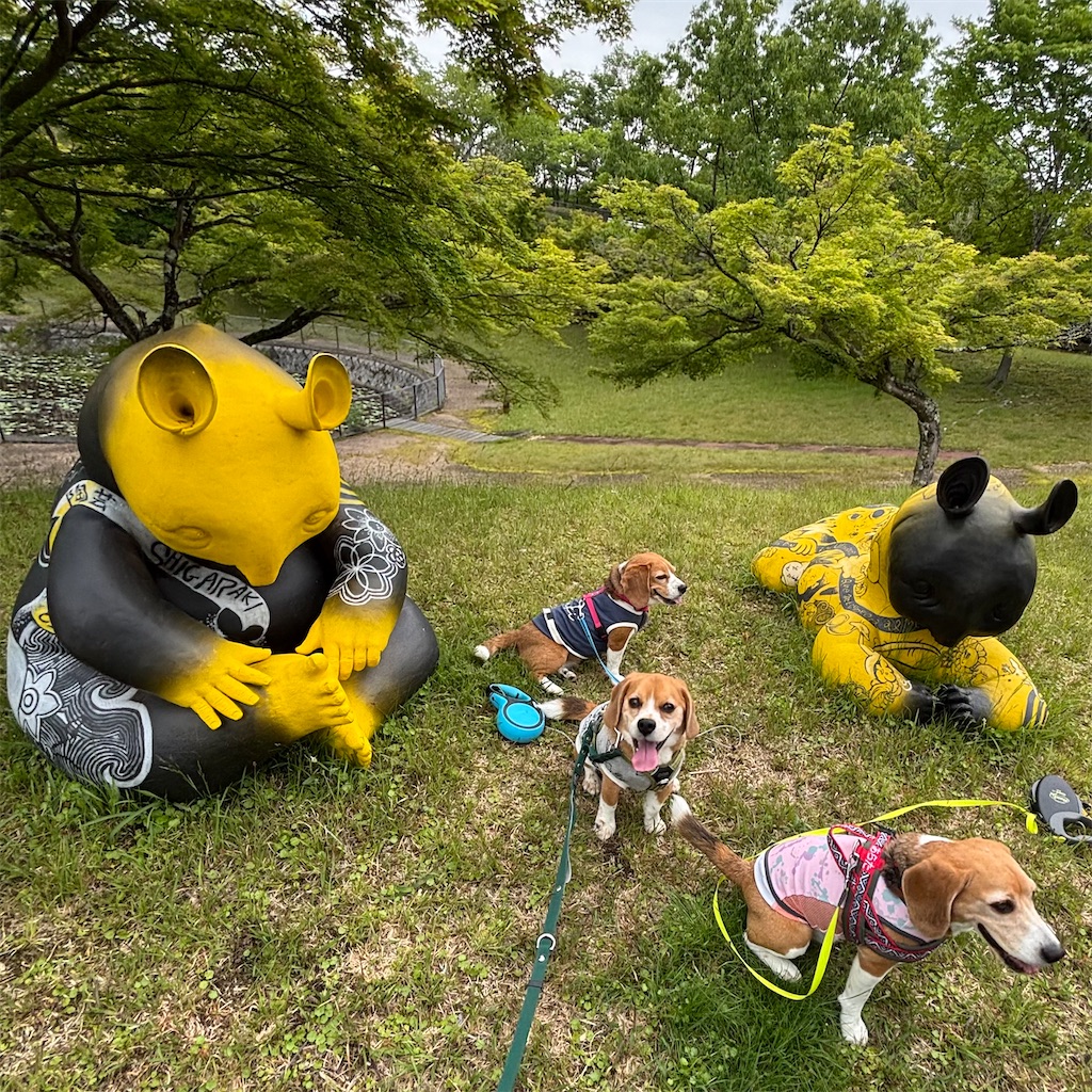 f:id:hachinohige:20250519130302j:image