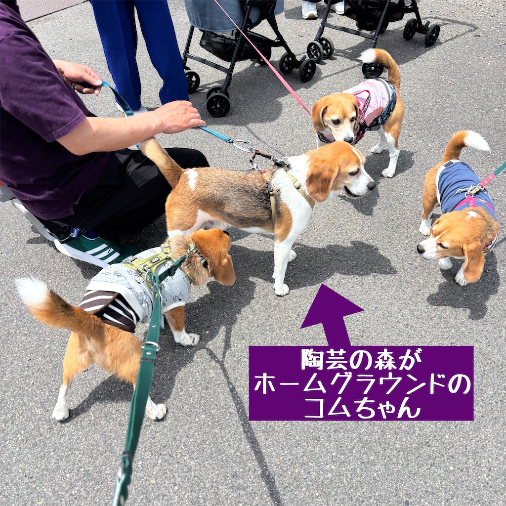 f:id:hachinohige:20250519131802j:image