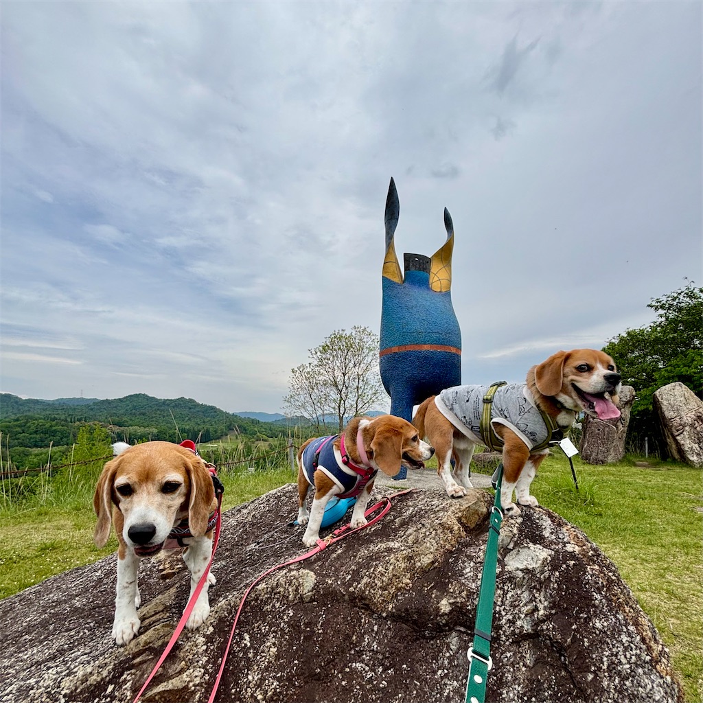 f:id:hachinohige:20250519132507j:image