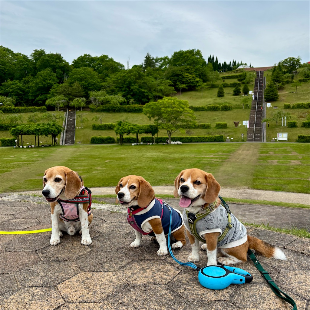 f:id:hachinohige:20250519132824j:image