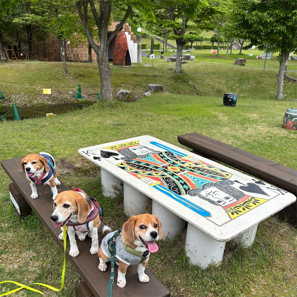 f:id:hachinohige:20250519134308j:image