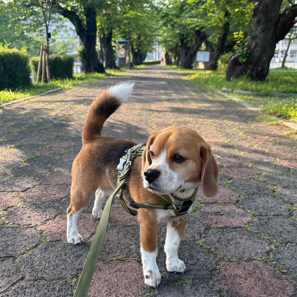 f:id:hachinohige:20250521000359j:image