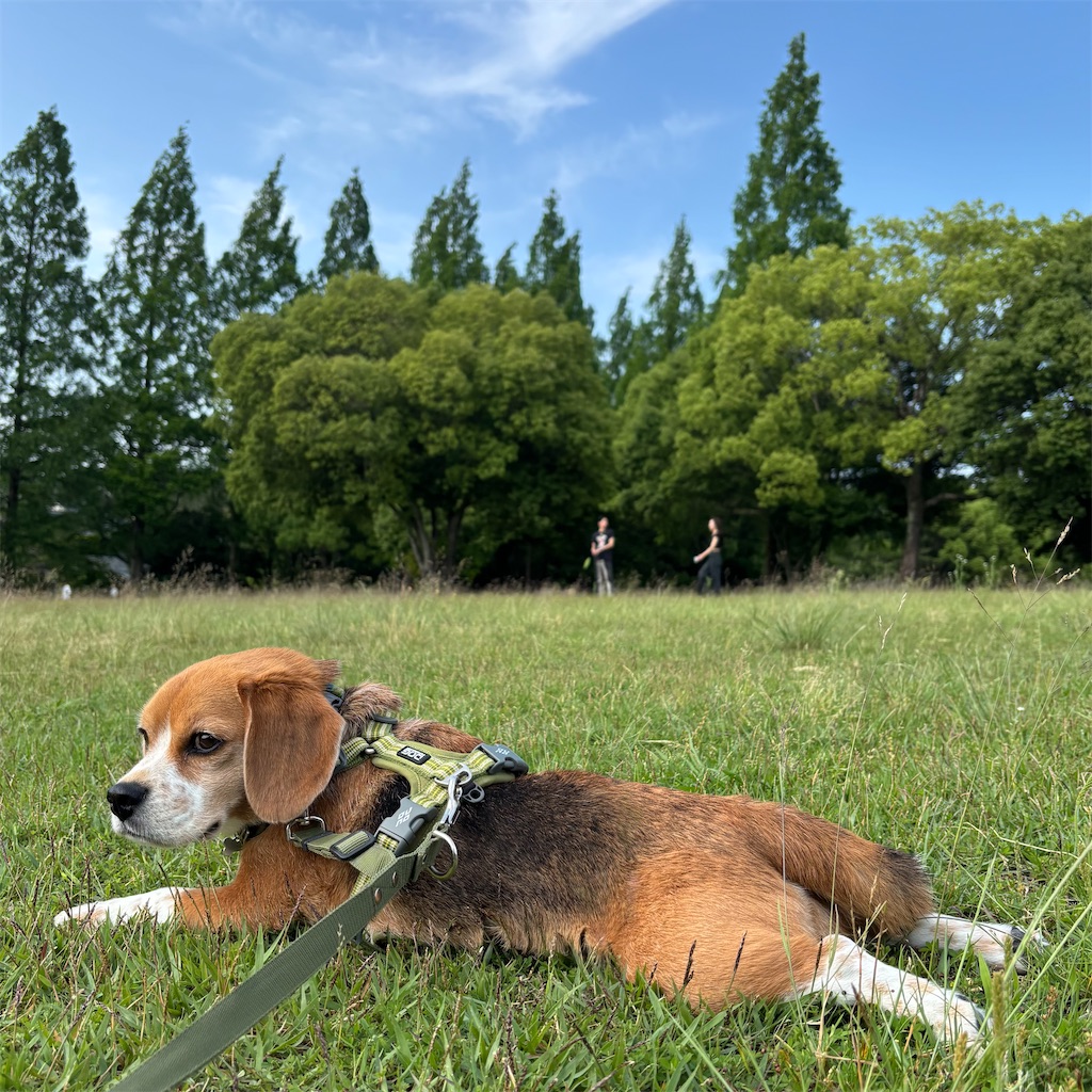 f:id:hachinohige:20250601200044j:image