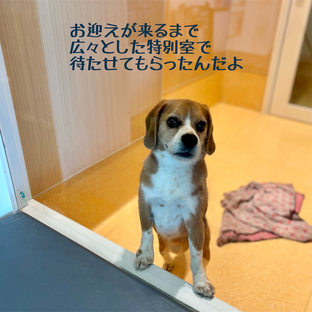 f:id:hachinohige:20250611212619j:image