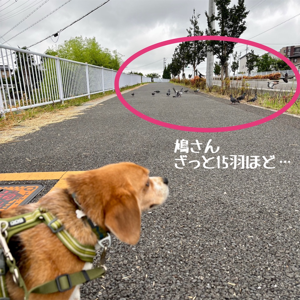 f:id:hachinohige:20250623201950j:image