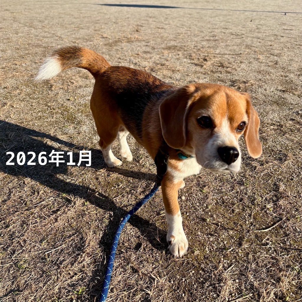 f:id:hachinohige:20260813001217j:image