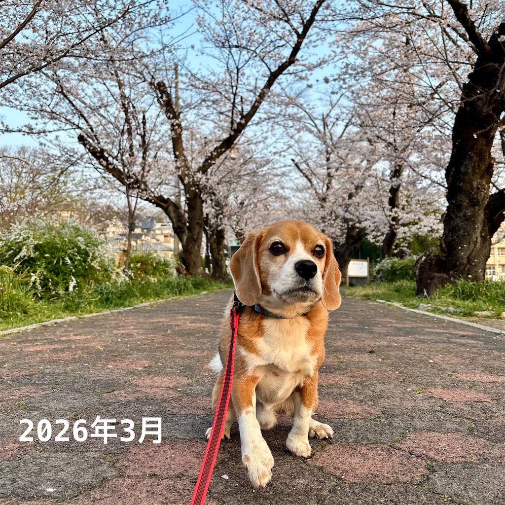 f:id:hachinohige:20260813001246j:image
