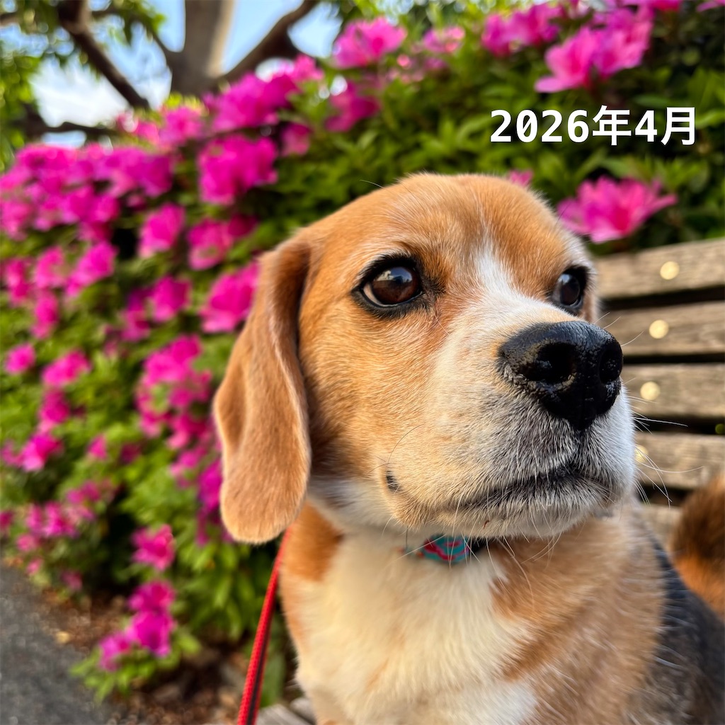 f:id:hachinohige:20260813001302j:image