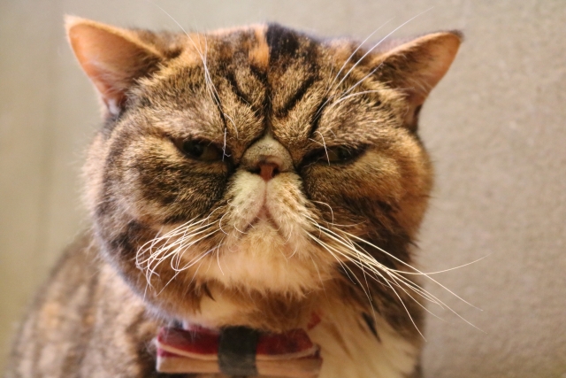 f:id:hachiroublog:20190120205116j:plain