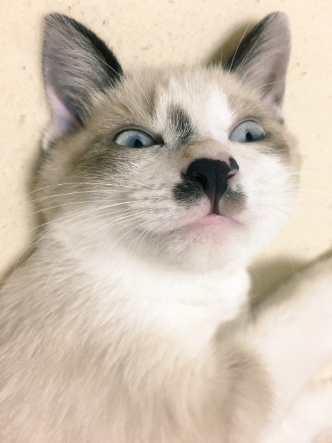 f:id:hachiroublog:20190120205301j:plain f:id:hachiroublog:20190120205301j:plain