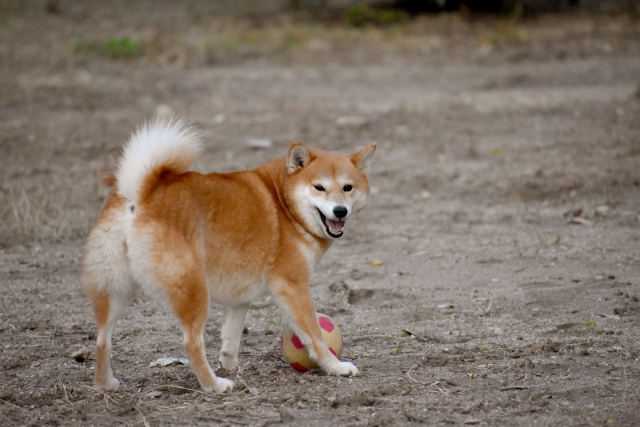 f:id:hachiroublog:20190120210851j:plain f:id:hachiroublog:20190120210851j:plain