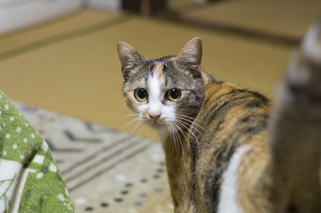 f:id:hachiroublog:20190120212525j:plain f:id:hachiroublog:20190120212525j:plain