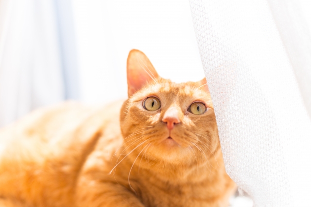 f:id:hachiroublog:20190220195900j:plain